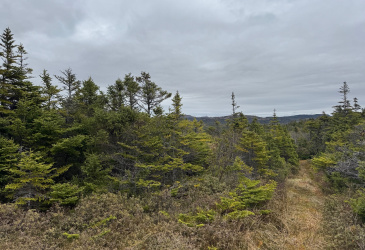 0 CENTENNIAL HILL, SOUTHERN HARBOUR, Newfoundland, Canada A0B 3H0, ,Residential,Reduced,CENTENNIAL HILL,5843