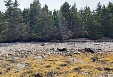 213A CRESTON BOULEVARD, MARYSTOWN, Newfoundland, Canada A0E 2M0, ,Residential,For Sale,CRESTON BOULEVARD,5919