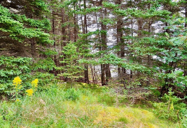 0 BAILEY'S LANE, HARCOURT, Newfoundland, Canada A5A 3A1, ,Land,For Sale,BAILEY'S LANE,5969