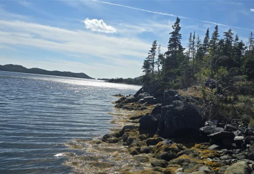 0 FOGHARTY'S ROAD, BAINE HARBOUR, Newfoundland, Canada A0E 1A0, ,Land,For Sale,FOGHARTY'S ROAD,5994