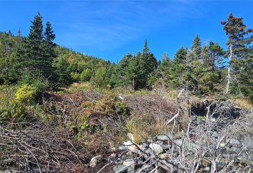 0 FOGHARTY'S ROAD, BAINE HARBOUR, Newfoundland, Canada A0E 1A0, ,Land,For Sale,FOGHARTY'S ROAD,5994