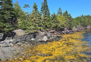 0 FOGHARTY'S ROAD, BAINE HARBOUR, Newfoundland, Canada A0E 1A0, ,Land,For Sale,FOGHARTY'S ROAD,5994