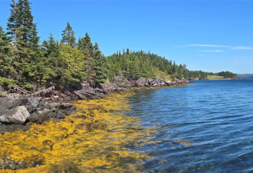 0 FOGHARTY'S ROAD, BAINE HARBOUR, Newfoundland, Canada A0E 1A0, ,Land,For Sale,FOGHARTY'S ROAD,5994
