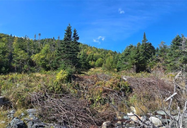 0 FOGHARTY'S ROAD, BAINE HARBOUR, Newfoundland, Canada A0E 1A0, ,Land,For Sale,FOGHARTY'S ROAD,5994