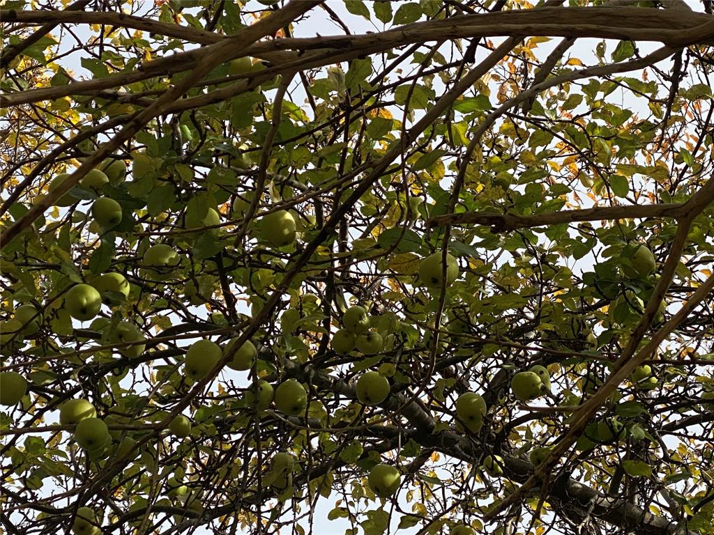 129 ROACHES LINE ROAD, ROACHES LINE, Newfoundland, Canada A0A 1W0, ,1 BathroomBathrooms,Residential,For Sale,ROACHES LINE ROAD,6067