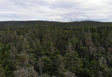 355 ROACHES LINE, ROACHES LINE, Newfoundland, Canada A0A 1W0, ,1 BathroomBathrooms,Residential,For Sale,ROACHES LINE,6072