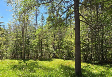 136 WINTERLAND ROAD, BURIN BAY ARM, Newfoundland, Canada A0E 1G0, ,1 BathroomBathrooms,Residential,For Sale,WINTERLAND ROAD,6079 136 WINTERLAND ROAD, BURIN BAY ARM, Newfoundland, Canada A0E 1G0, ,1 BathroomBathrooms,Residential,For Sale,WINTERLAND ROAD,6079