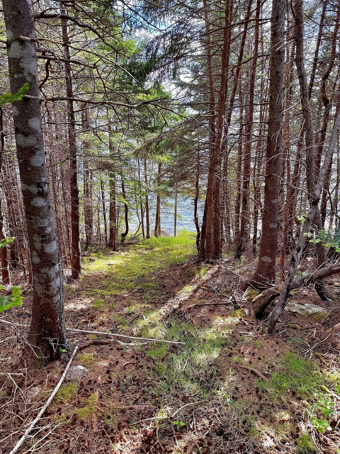 33 OCEANVIEW CRESCENT, BROOKLYN, Newfoundland, Canada A0C 1V0, ,1 BathroomBathrooms,Residential,For Sale,OCEANVIEW CRESCENT,6087