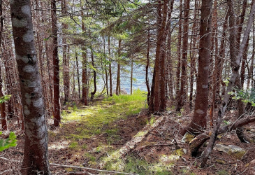 33 OCEANVIEW CRESCENT, BROOKLYN, Newfoundland, Canada A0C 1V0, ,1 BathroomBathrooms,Residential,For Sale,OCEANVIEW CRESCENT,6087