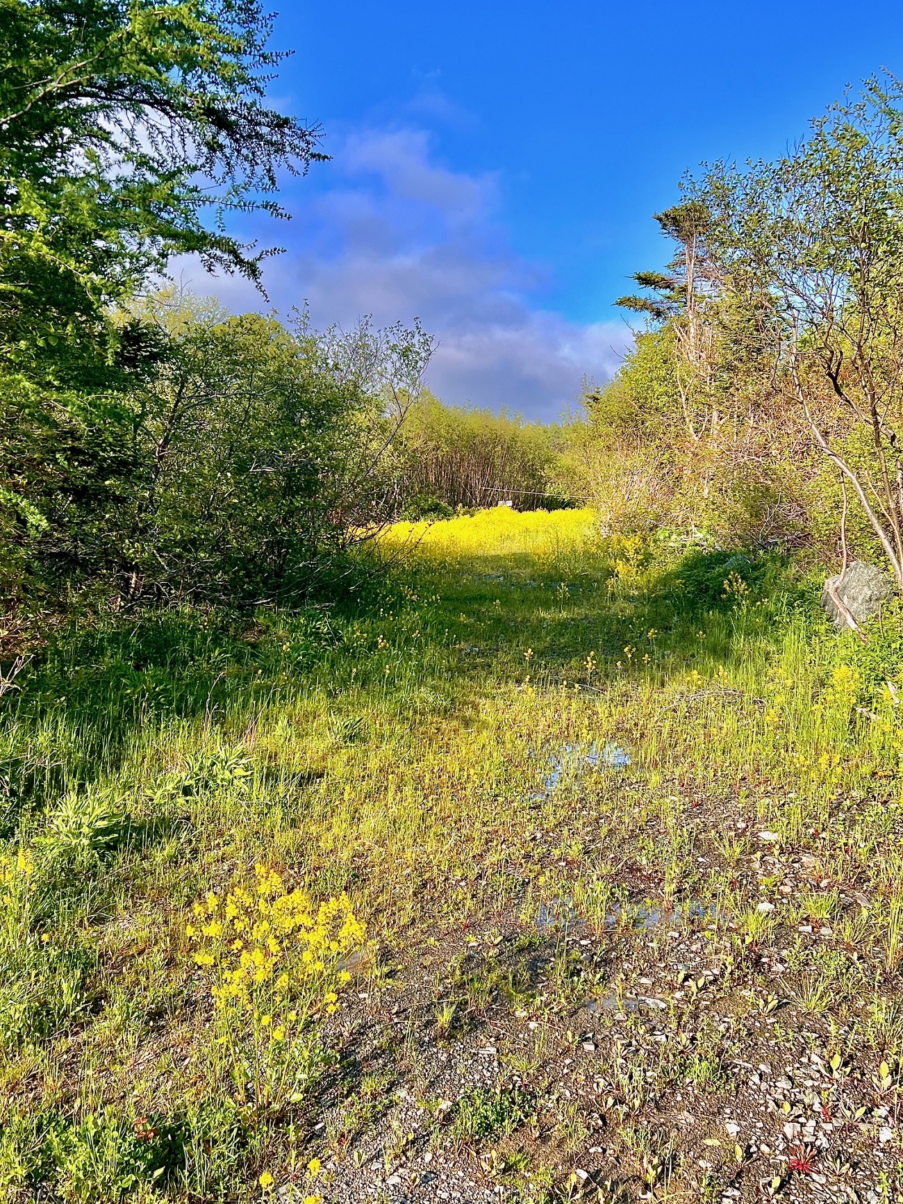 38 GOOBIES ROAD N, GOOBIES NORTH, Newfoundland, Canada A0B 2N0, ,1 BathroomBathrooms,Residential,For Sale,GOOBIES ROAD N,6115