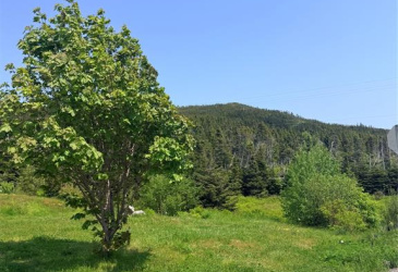 3 MAIN ROAD, TROUTY, Newfoundland, Canada A0L 1T0, ,2 BathroomsBathrooms,Residential,For Sale,MAIN ROAD,6326 3 MAIN ROAD, TROUTY, Newfoundland, Canada A0L 1T0, ,2 BathroomsBathrooms,Residential,For Sale,MAIN ROAD,6326