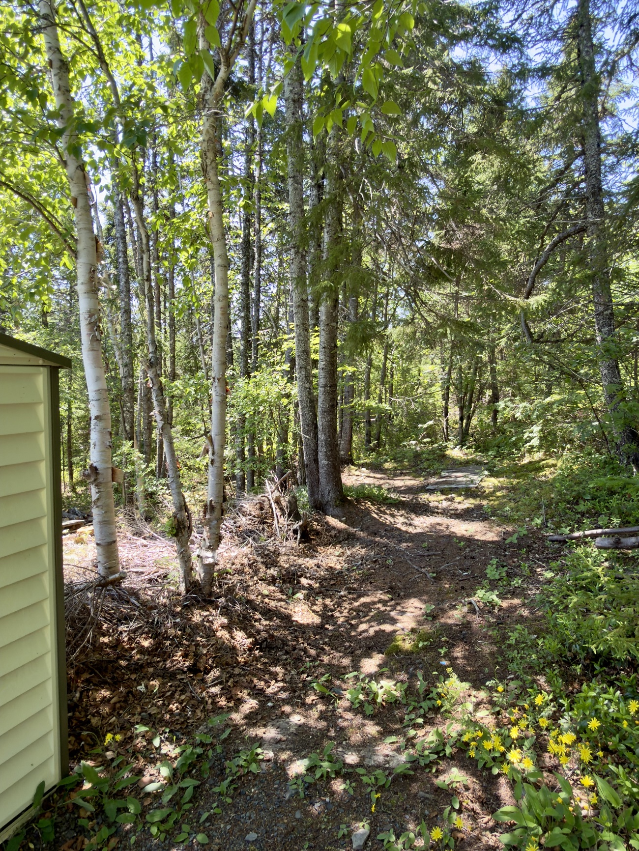 29 ADAMS PLACE, CLARENVILLE, Newfoundland, Canada A5A 4A1, ,2 BathroomsBathrooms,Residential,Sale Pending,ADAMS PLACE,6351